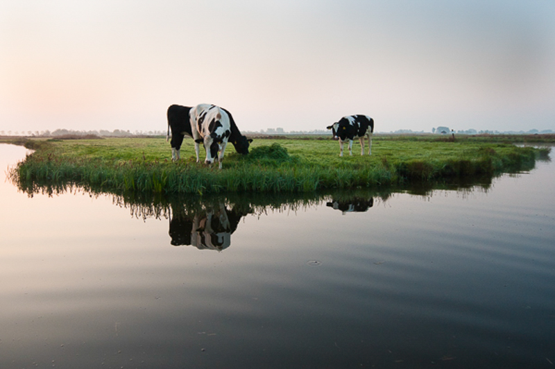 De Reef Westzaan